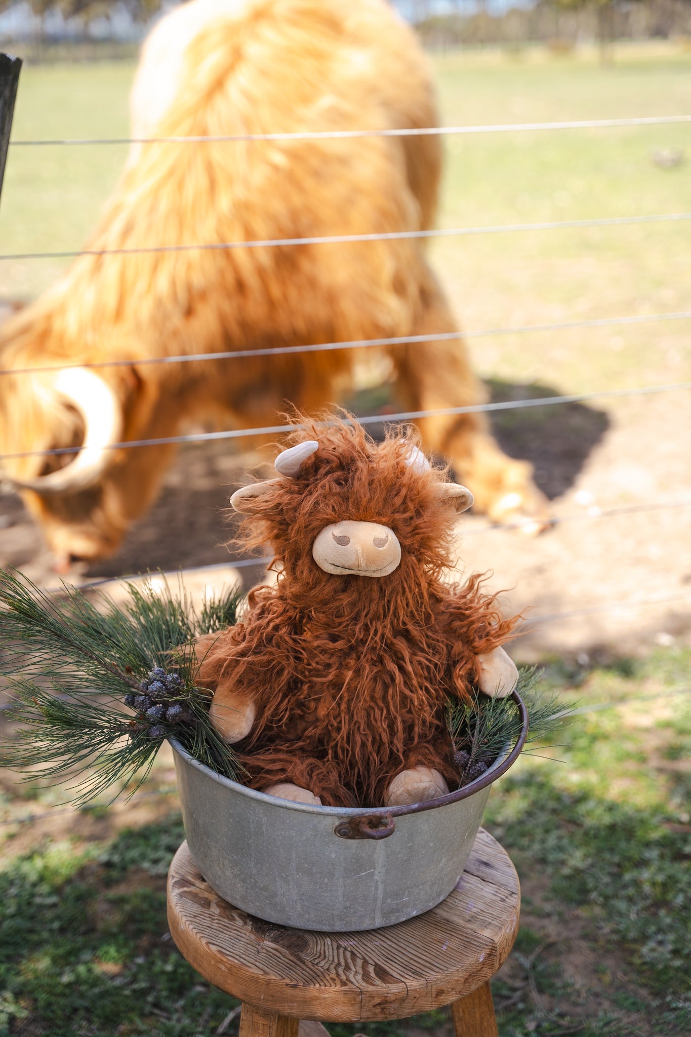 Henry the Highland Cow