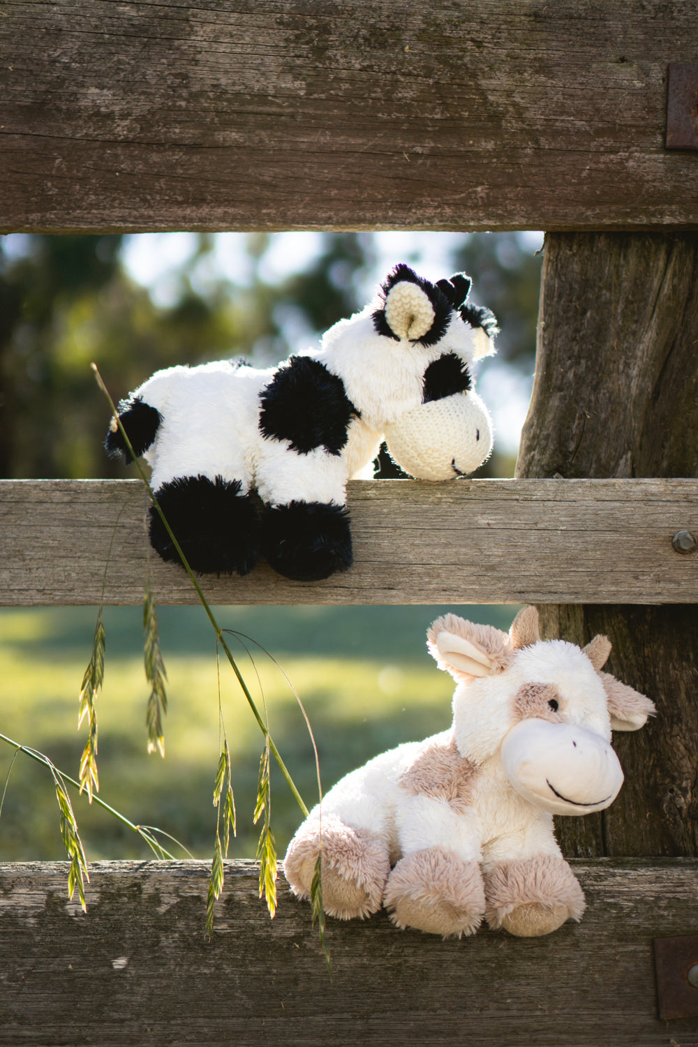 Coco the Cow